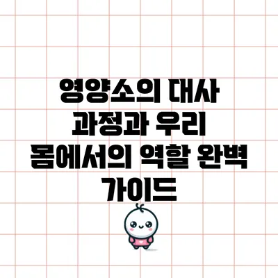 영양소의 대사 과정과 우리 몸에서의 역할 완벽 가이드