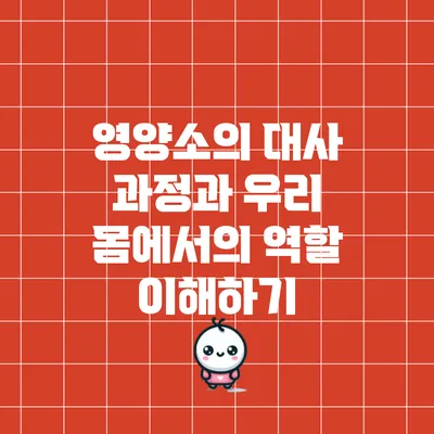 영양소의 대사 과정과 우리 몸에서의 역할 이해하기