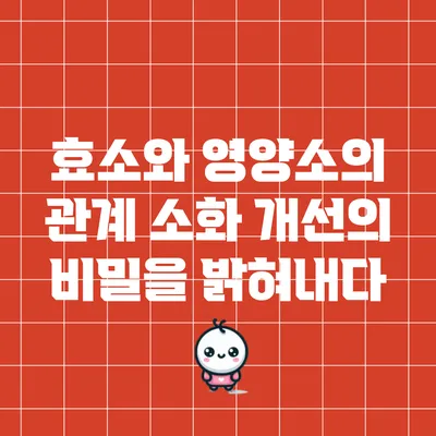 효소와 영양소의 관계: 소화 개선의 비밀을 밝혀내다